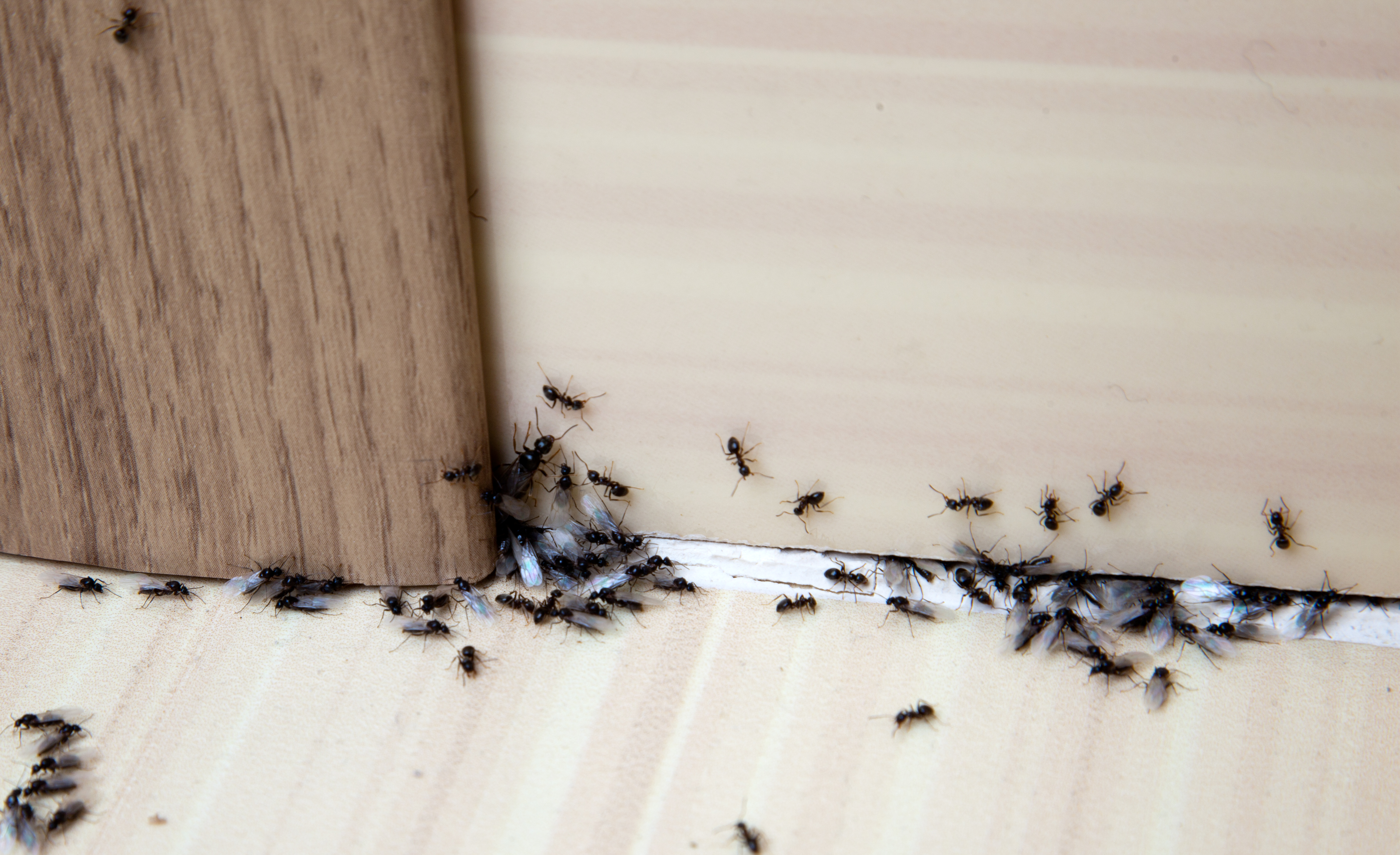 Как вывести муравьев из дома в домашних. Муравьи в доме. Насекомые в квартире. Черные насекомые муравьи в квартире. Гнездо домашних муравьев.
