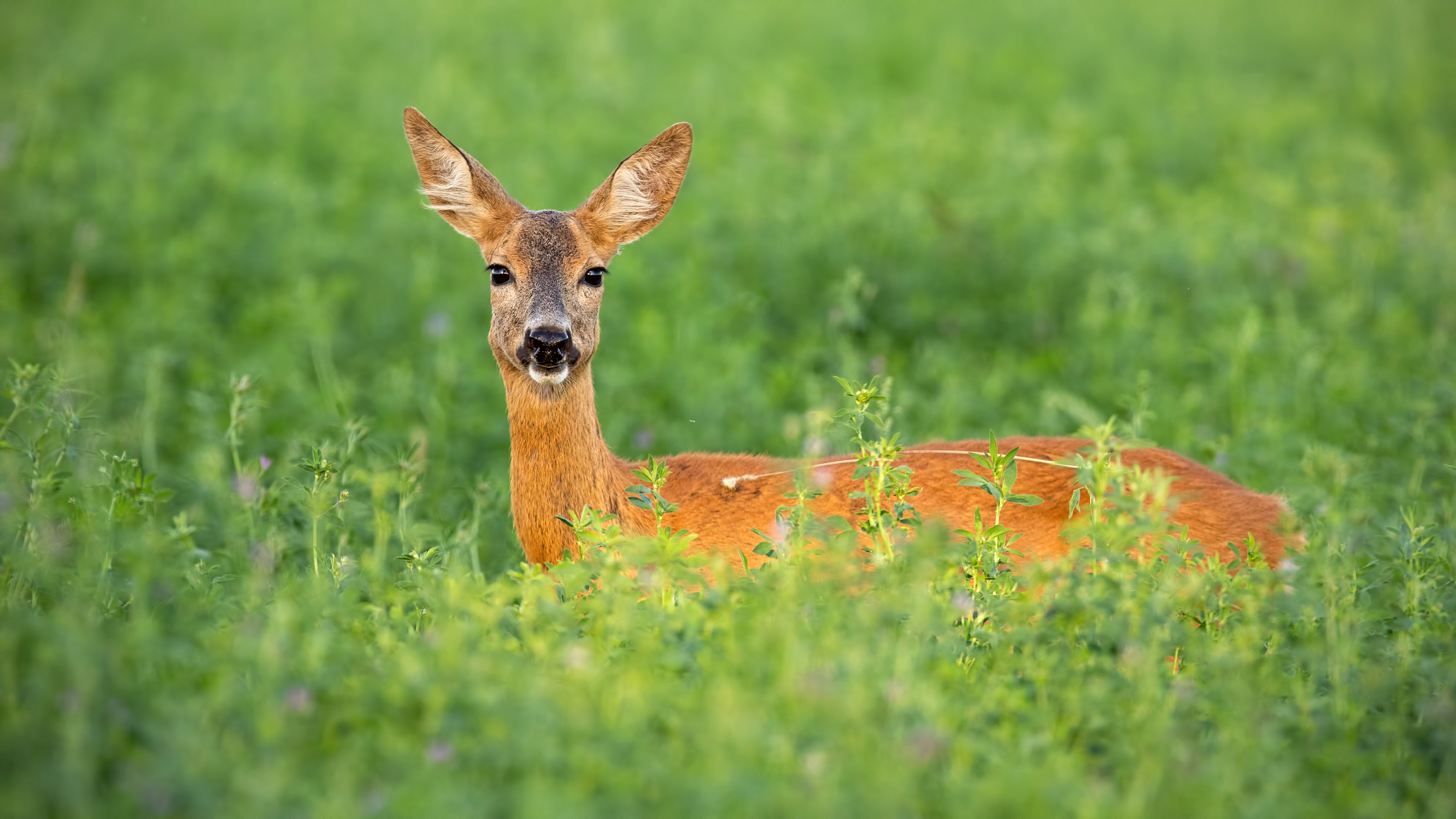Protect your landscape from Deer Damage All County Pest Control